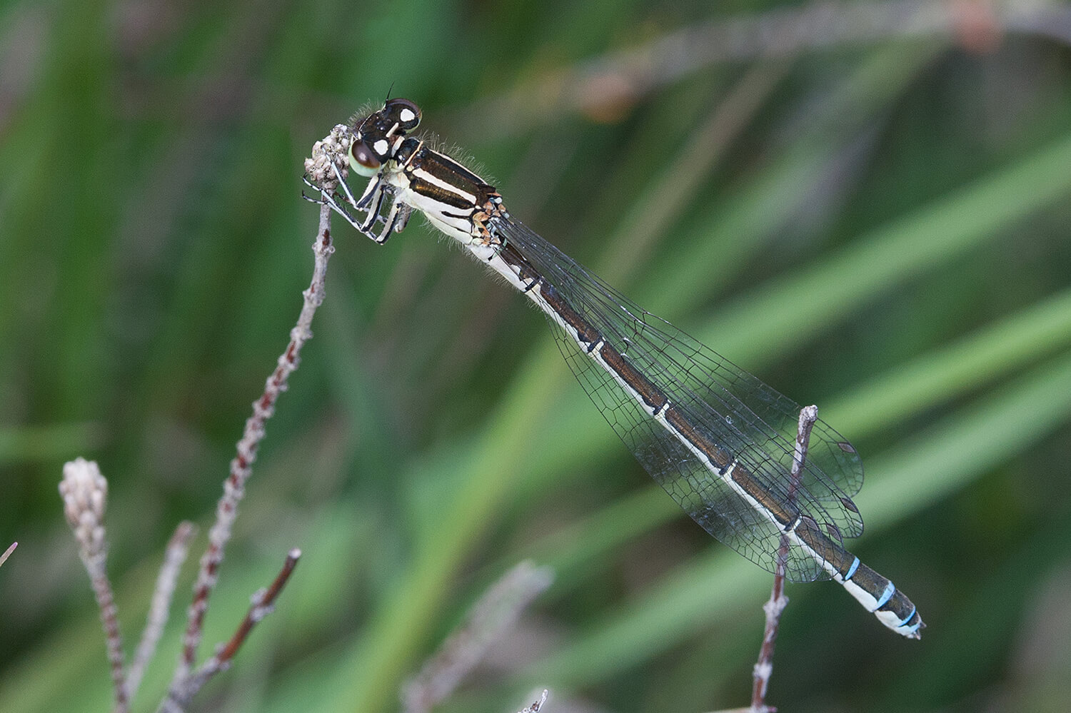 Female Southern Damselfly by Martin Parr